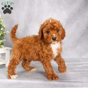 Trooper F1B, Cavapoo Puppy